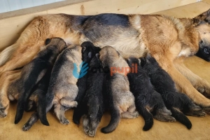 Owczarek niemiecki ZKwP FCI